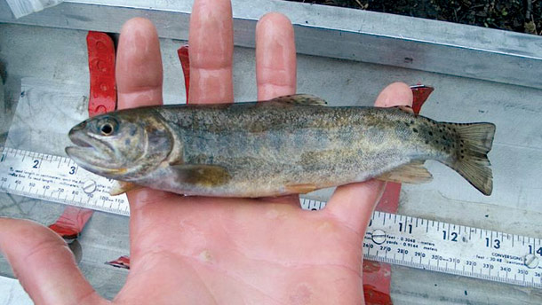 Public Comment Sought for Flathead River Hybrid Trout Removal