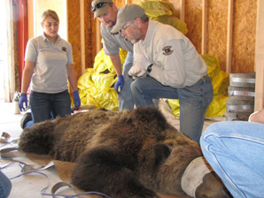 Grizzly Captured on Kuhns Wildlife Management Area Moved to Elk Mountain