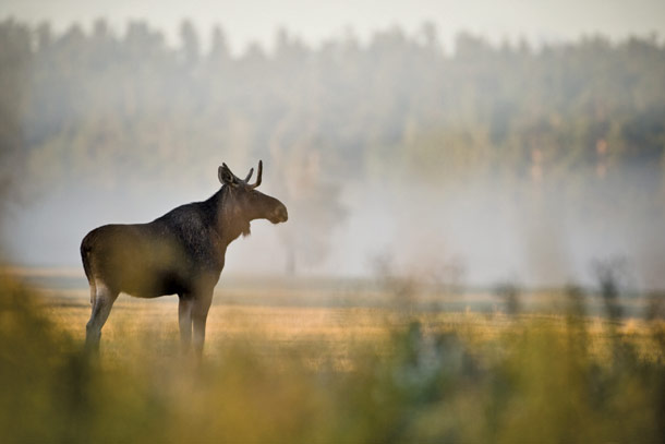 What’s Happening to the Moose?