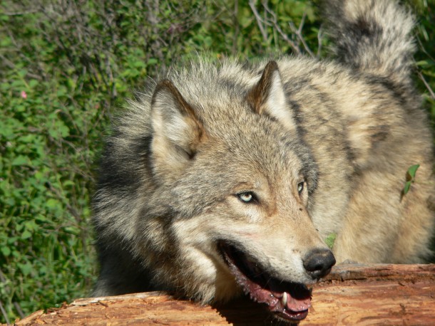 2012 Wolf Hunt: Trapping, No Quota Among Proposals