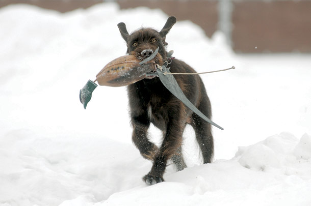 ‘The Ultimate Hunting Dog’