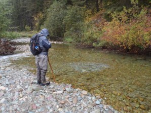 Bull Trout Counts Steady In The Flathead, Up In The South Fork, Down In The Swan
