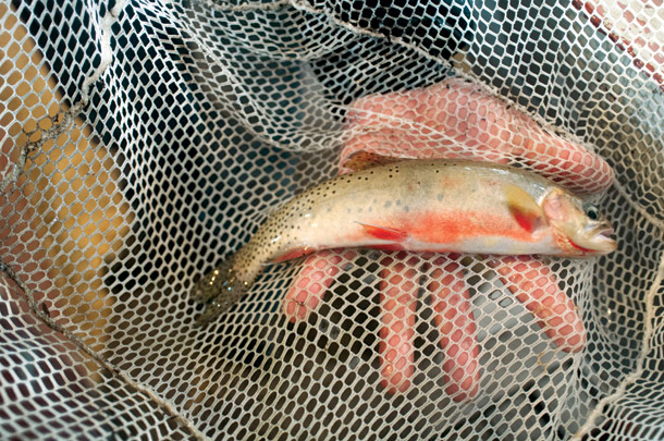 Flathead Lake Salmon Hatchery Celebrates a Century