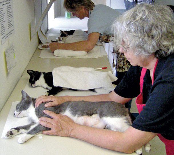 Spay and Neuter Nonprofit Receives Massive Donation