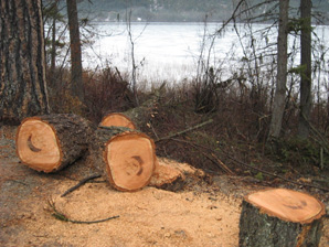 Firewood Cutting Not Allowed On FWP Lands