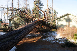 Storm Downs Trees at Biological Station