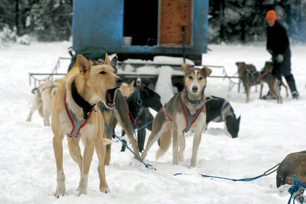 Training for the Yukon Quest