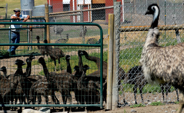 Enduring the Ever-Changing Emu Market