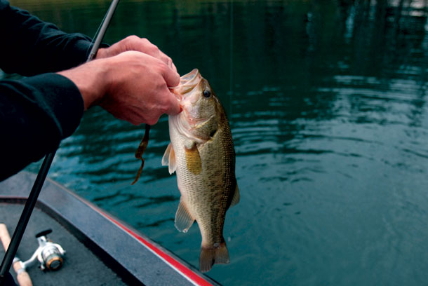 Stalking Bass in Trout Country
