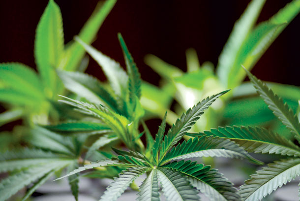 Whitefish Tables Vote on Medical Marijuana
