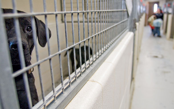 Updated: County Animal Shelter No Longer Accepting Cats