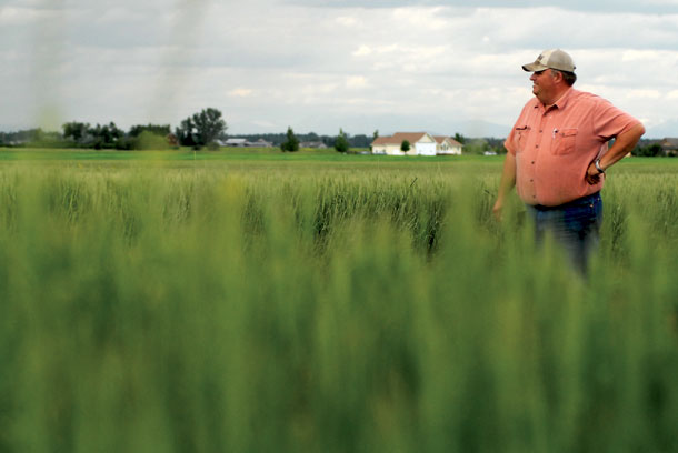 Disease Sweeps Over Wheat Fields