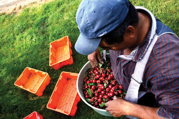 Late Harvest for an Expanding Market