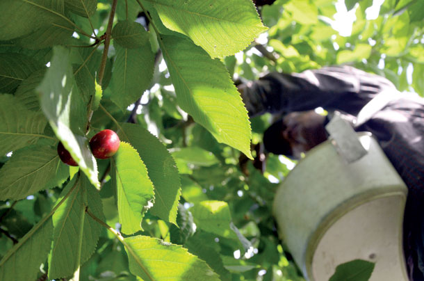 Cherry Growers Gear Up for Harvest
