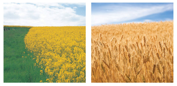 Diversifying the Farm