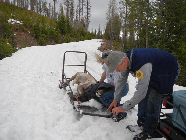 Local Wildlife Officials Rescue Astray Canadian Caribou