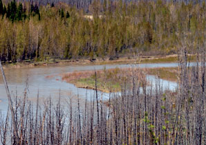 North Fork Flathead River Listed as Endangered
