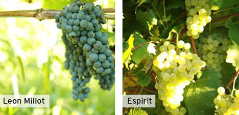 Grant Funds Flathead Grape-Growing Trials