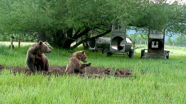 More Bears Exploring the Valley’s ‘Burbs