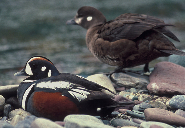 Glacier Park Researchers Identify Third Oldest Harlequin Duck On Record