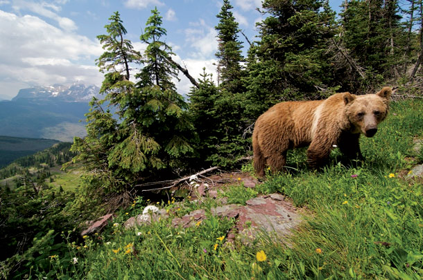 New Plan Drafted for Bears in Rockies, Cascades