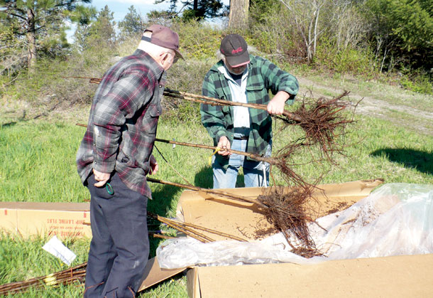Flathead Cherry Study Now Includes Organic Orchard