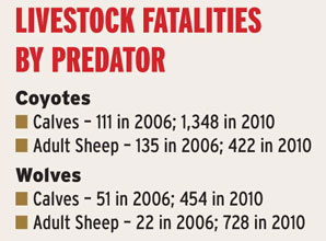 Questions as Livestock Losses Skyrocket
