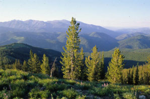 Stimulus Funding Fuels Forest Work
