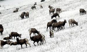 Pneumonia Sweeps Through Western Montana Bighorn Sheep Herds