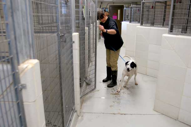A Shot of Optimism for the Flathead County Animal Shelter