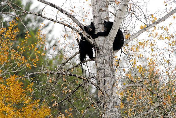 Bears Stirring and Searching for Food