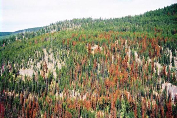 Forest Service Proposes Thinning Beetle-Damaged Trees