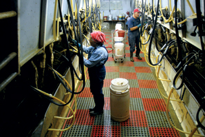 The Flathead’s Last Dairy Farms