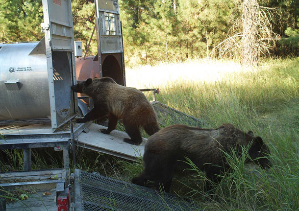 Residents Asked to Take Steps in Preventing Bear Conflicts