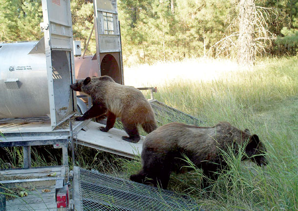 Grizzlies Making Urban Appearances