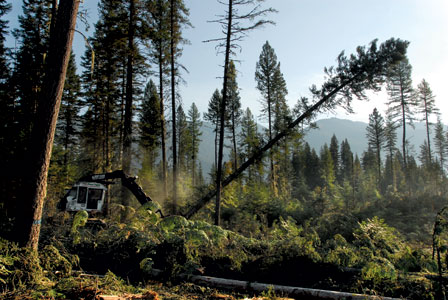 Forest Thinning Jobs Keep Loggers Working