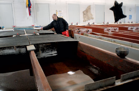 At 95, Hatchery Sticks With What Works