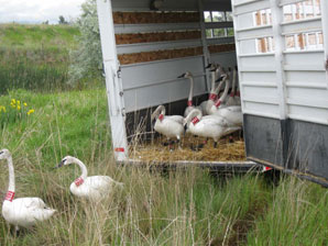 Trumpeter Swans Released Near Pablo