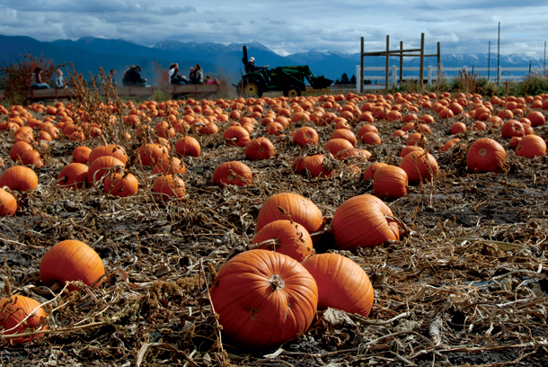 Places: Sweet Pickin’s Pumpkin Patch