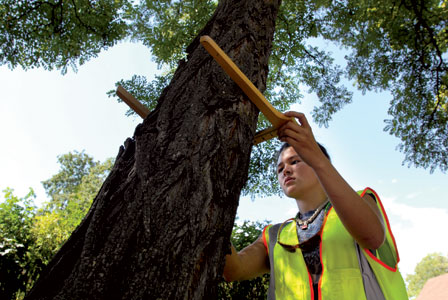 When is a City Tree Worth Saving?
