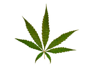 Kalispell Imposes Moratorium on Medical Marijuana Businesses