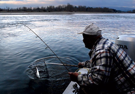 Homegrown Caviar Dreams