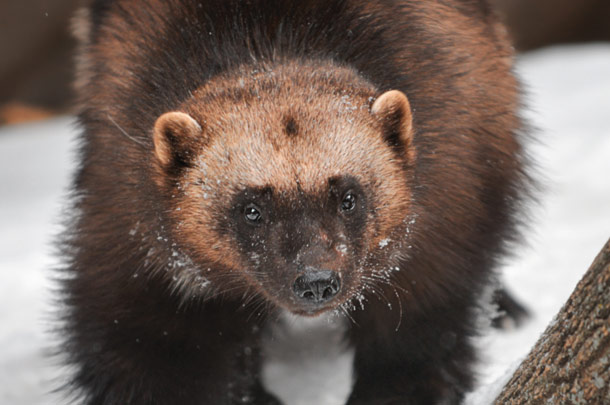 Lower 48’s Last Wolverine Trapping Season Heads to Court
