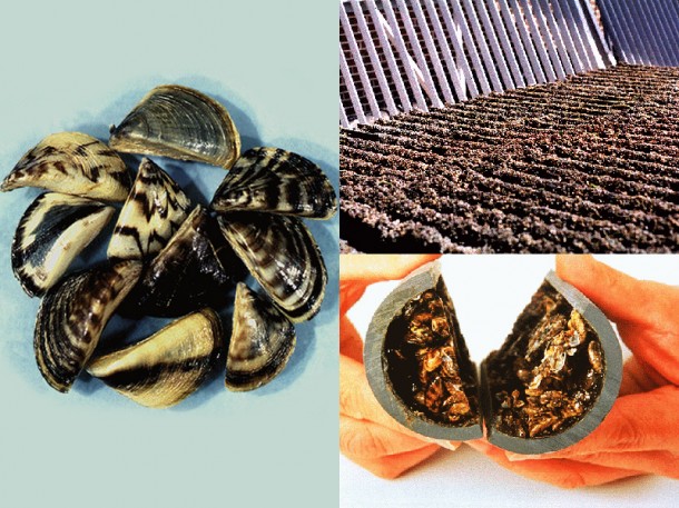 Jackson’s Bill Fights Invasive Mussels