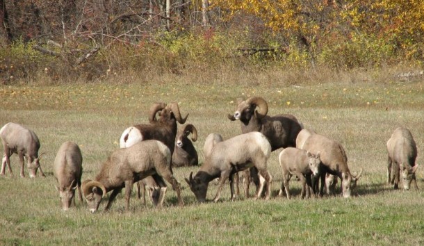 Biologists Alarmed by Declining Bighorn Sheep Population