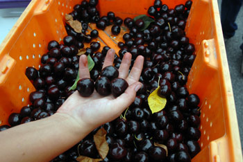 Cherries!