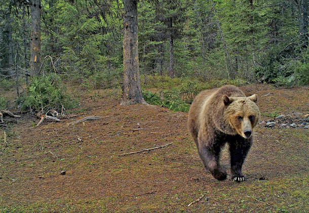 How the Endangered Species Act Changed Everything