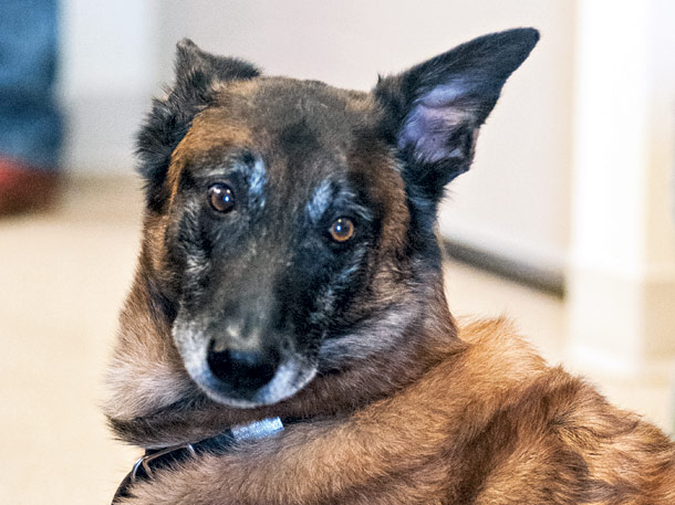 Conservation Canine Joins the Fight Against Invasive Species