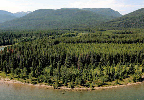 Reforming Forest Management
