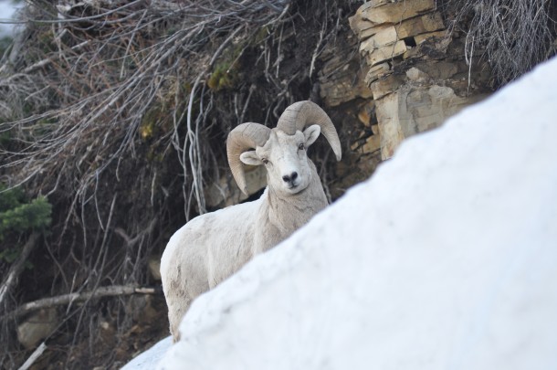 Memorial Day Opportunities Aplenty in Glacier National Park